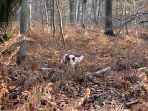 Ma belle forêt4