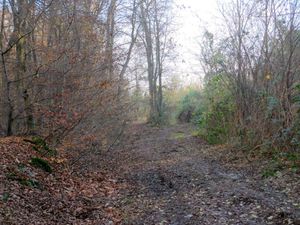 Ma belle forêt7