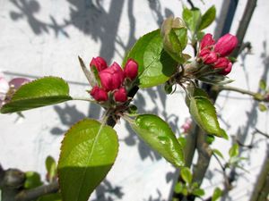 Pommier