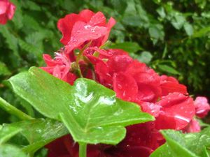 Géraniums sous la pluie4