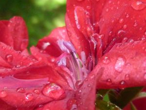 Géraniums sous la pluie6