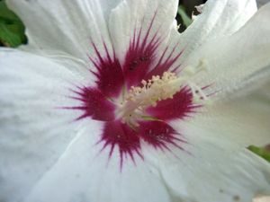 Mes hibiscus12