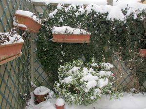 Mon jardin sous la neige3