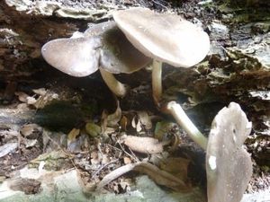 Champignons