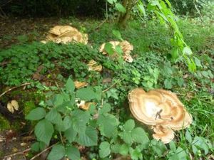 Champignons5
