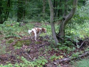 Chiens dangereux