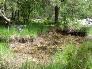 La mare aux canards25