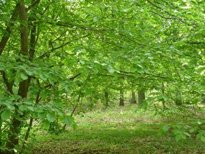 Ma forêt2