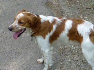 La faisanderie16