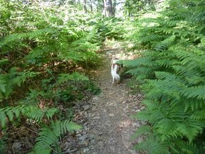Montgeron Parcours8