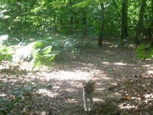 Tags en forêt19