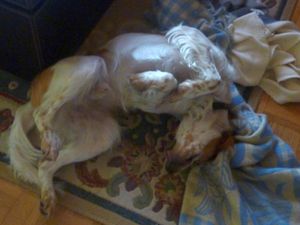 Un vendredi de chien
