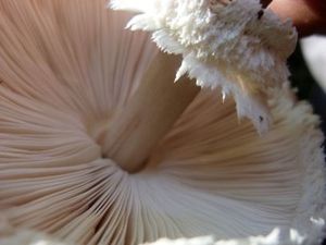 Champignons11