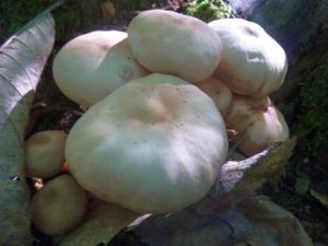Champignons12