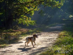 Filou dans la brume9