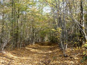 Une ambiance à la Blair Witch4