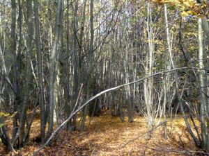 Une ambiance à la Blair Witch6