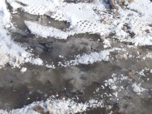 De la glace en forêt12