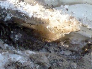 De la glace en forêt13