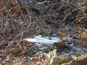 De la glace en forêt8