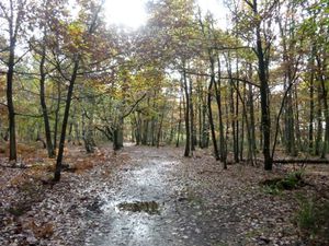 La forêt quand tu nous tiens11