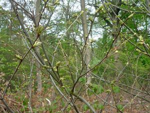 Bourgeons.jpg