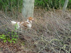 Chasse à l'écureuil2