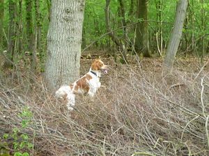 Chasse à l'écureuil4
