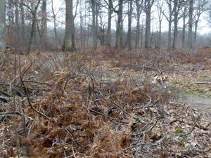 Courir à travers bois3