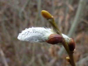 Des bourgeons