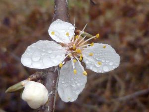 Des cerisiers en hiver3