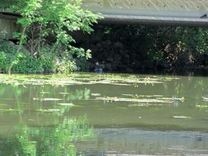 Ballade sur les bords de l'Yerres17