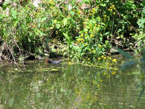 Ballade sur les bords de l'Yerres22