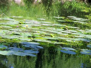 Ballade sur les bords de l'Yerres9