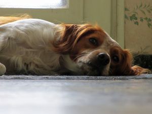 Un amour de chien