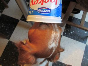 Un grand gourmand4