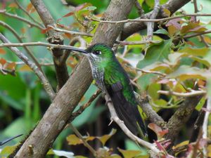 Costa Rica - Colibri