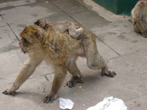 Gibraltar les singes 3