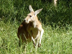 Kangourou en semi-liberté à Blackbutt Reserve
