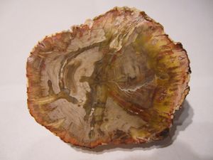 bois fossilisé
