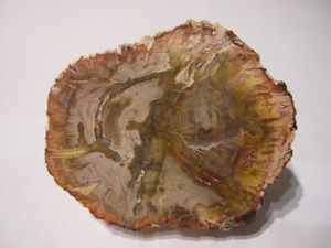 bois fossilisé2