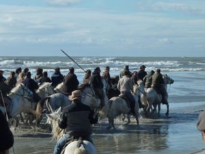 camargue 2010 025