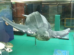 Stralsund, Germany, Meeresmuseum, Risenschildkröte (2006-1