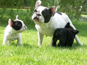 bouledogues 123