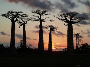 L allée des baobabs (10) (Small)
