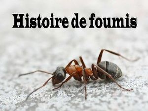 Histoire-de-fourmis.jpg