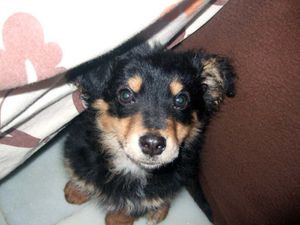 bruno1.jpg