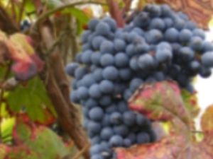 vendanges 2010 015 002 0002