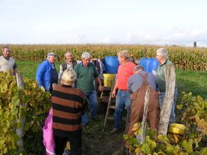 vendanges 2010 099