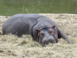 hippopotames_12.jpg